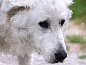Balu1