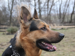 Bobby2