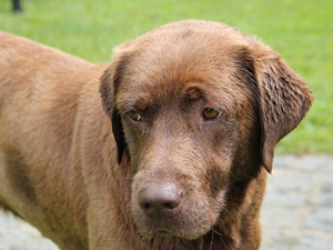 Cora2