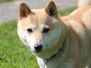 Hana