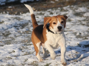 Ringo