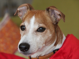 Sparky