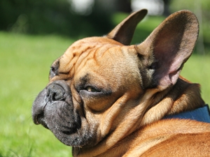 Tyson
