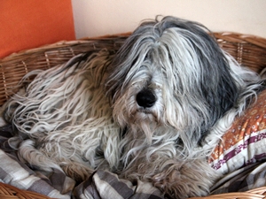 Vitus2