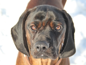 Willi