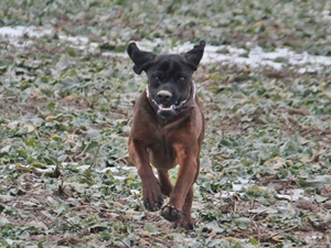 Willi